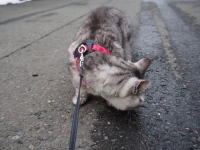 ねこ